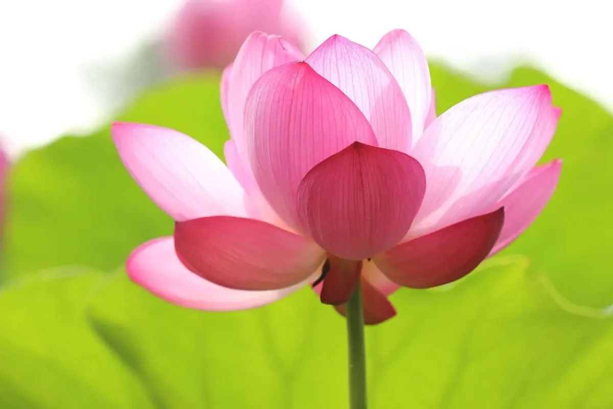 Therapy can help you blossom.